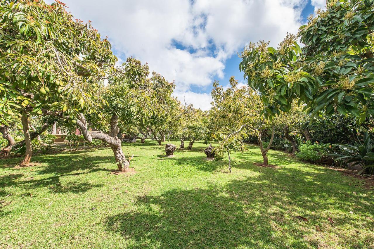 Homeforguest Cosy Rural Flat El Romero With Large Gardens Tacoronte Eksteriør bilde